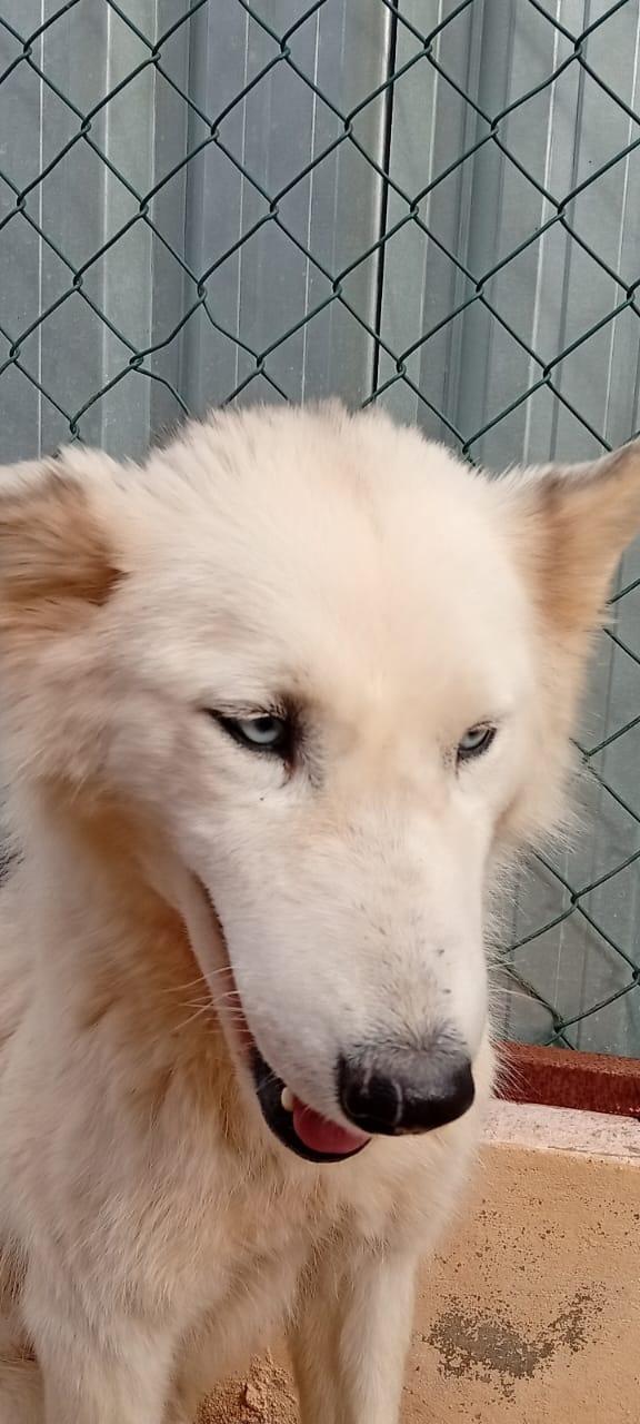Donut, Una Dolcezza Di Husky